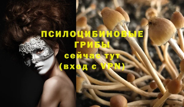 PSILOCYBIN Вяземский