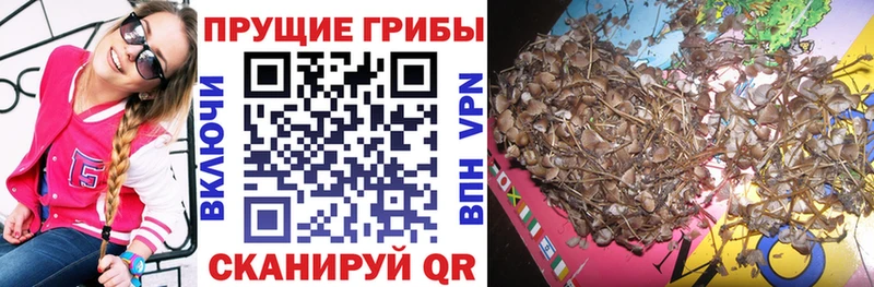 Псилоцибиновые грибы MAGIC MUSHROOMS  где купить наркотик  Петровск-Забайкальский 